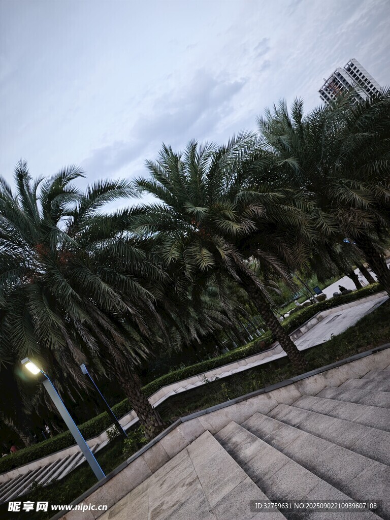 城市中整齊排列的棕櫚樹