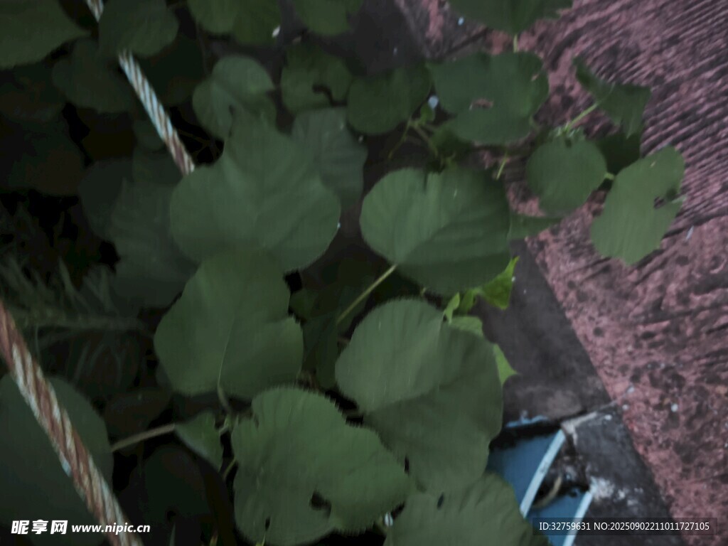 綠葉植物特寫