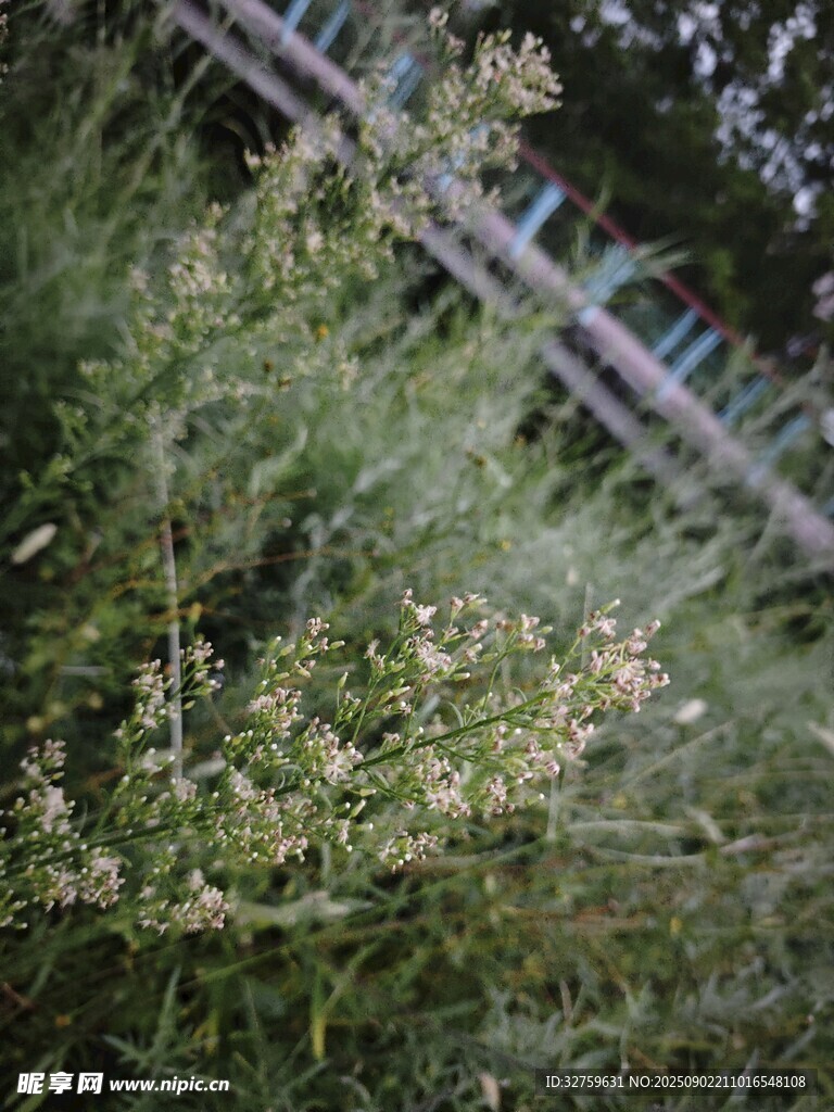 野外綠植景象