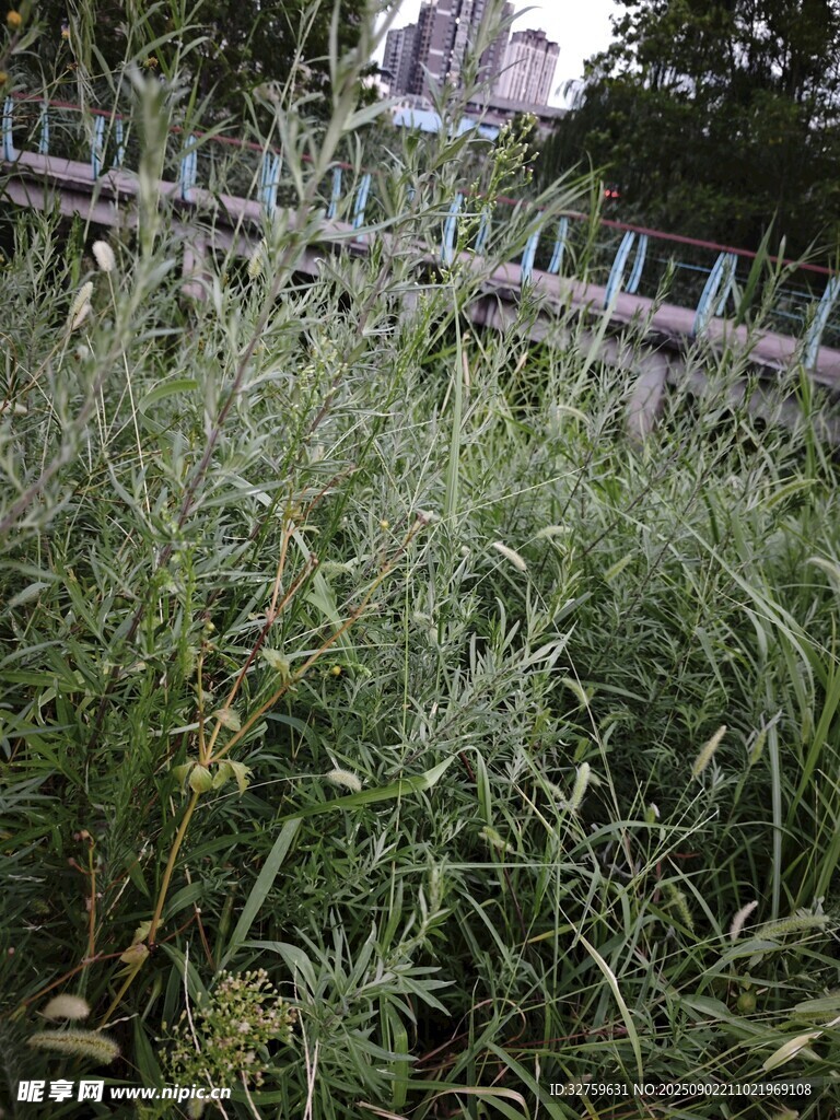 戶外繁茂的綠色雜草景觀