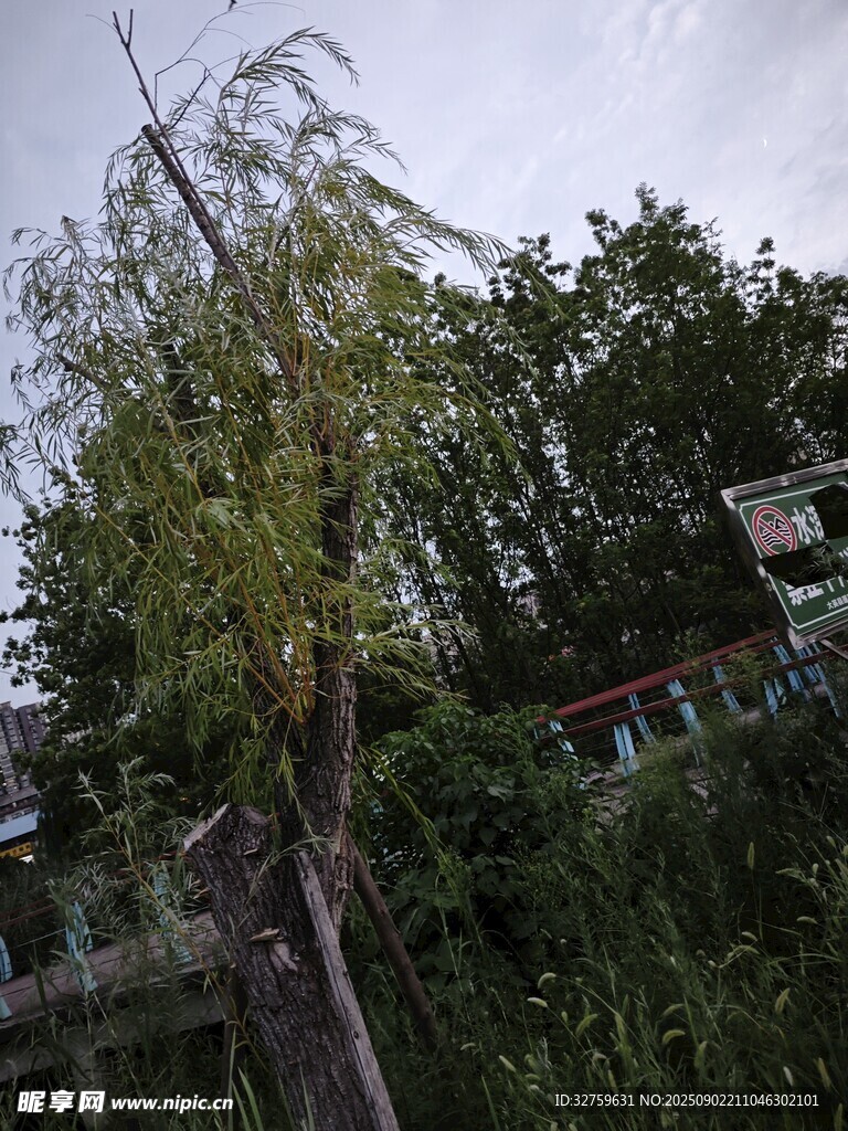 河畔垂柳與周邊景致