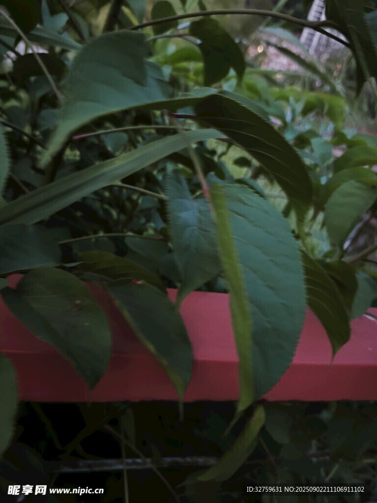 綠葉襯紅欄的自然景致