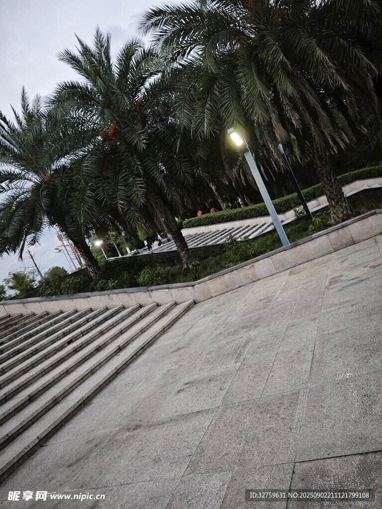 海濱步道旁的高大棕櫚樹