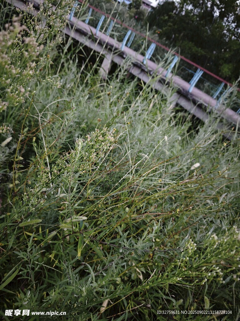 野外木橋旁的繁茂綠植