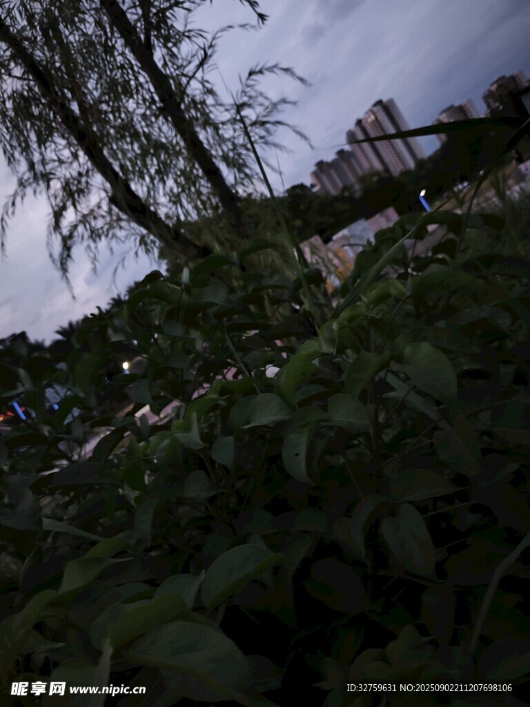 夜幕下的綠植與遠(yuǎn)處建筑