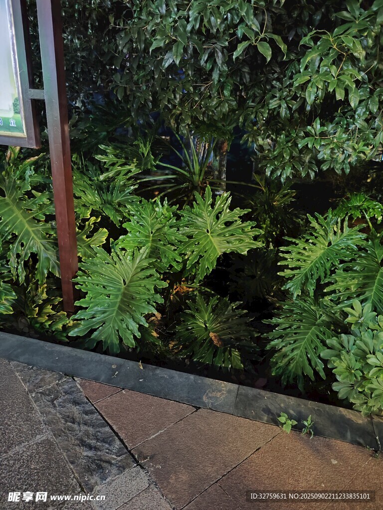 庭院中的翠綠蕨類植物
