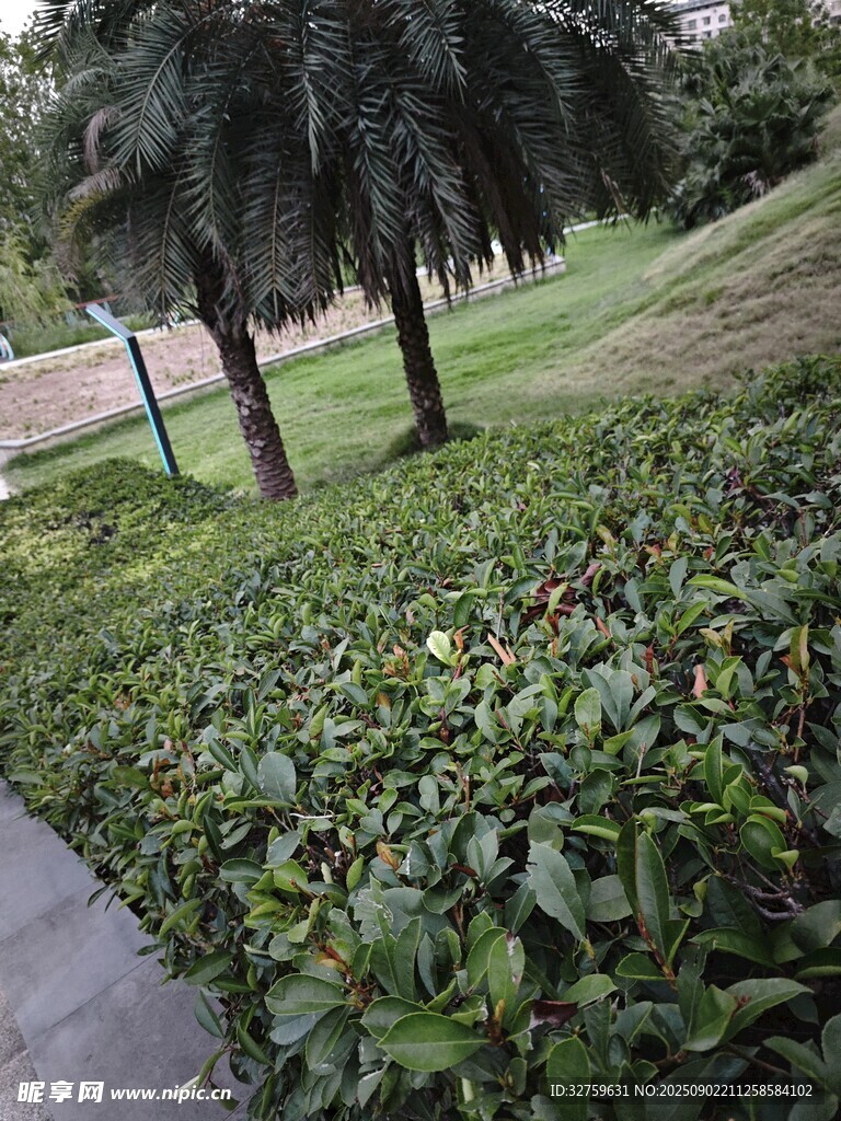 公園綠植景觀
