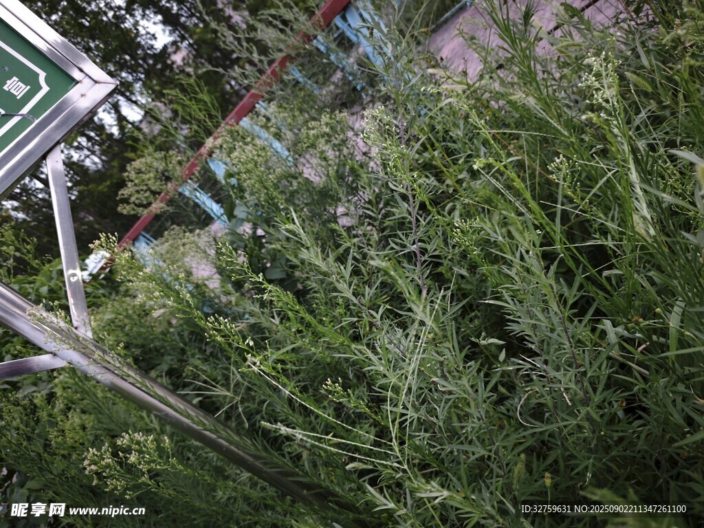 茂密綠植景觀