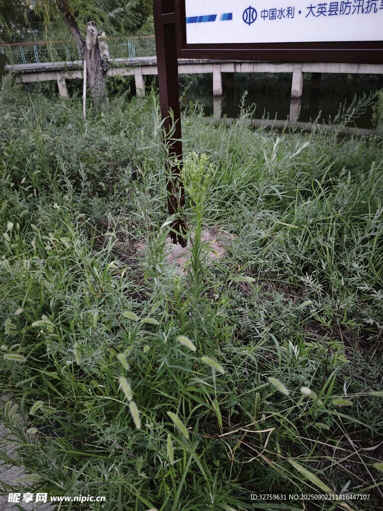 草地上的金屬桿
