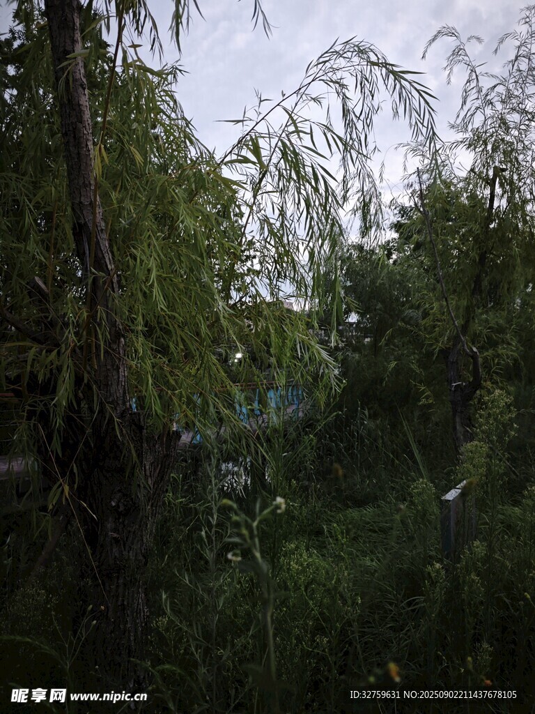 茂密叢林中的蔥郁綠植
