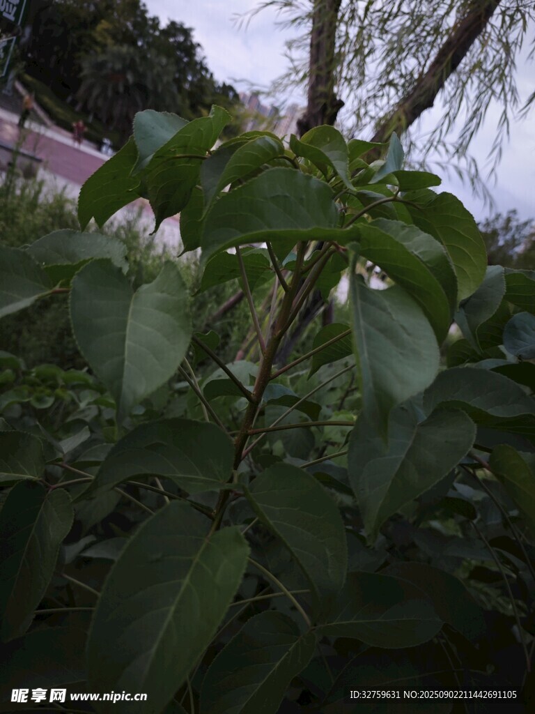 綠葉繁茂的植物特寫(xiě)