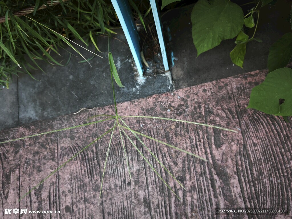植物根系特寫