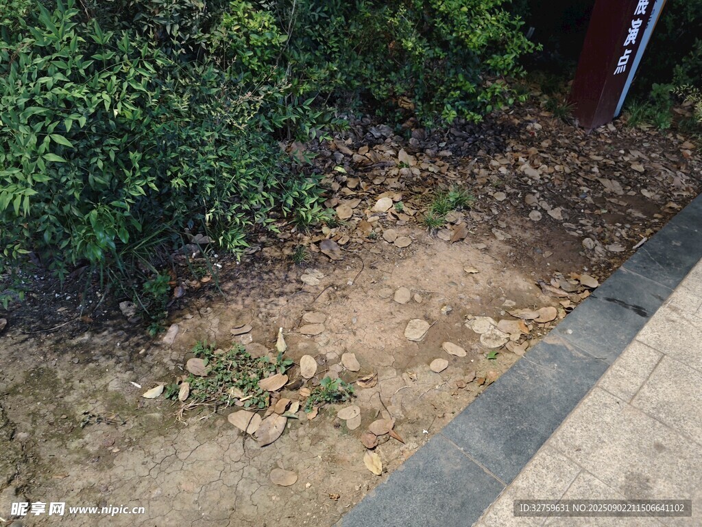 路邊綠植旁的裸露土地