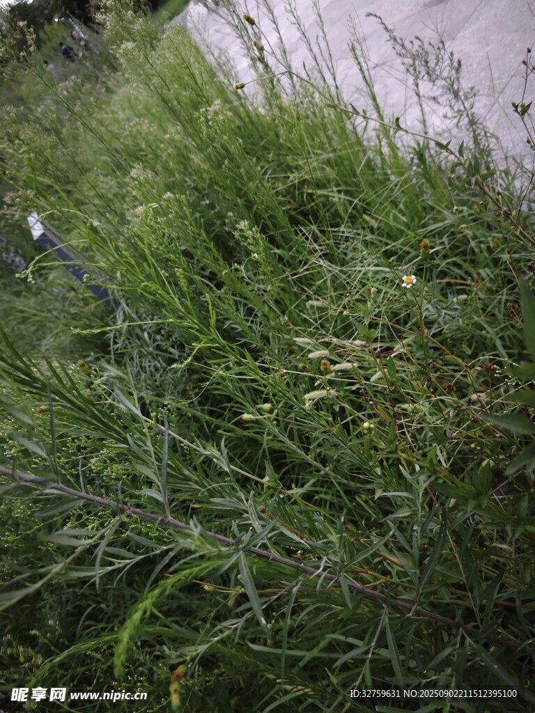 茂盛的綠色草叢