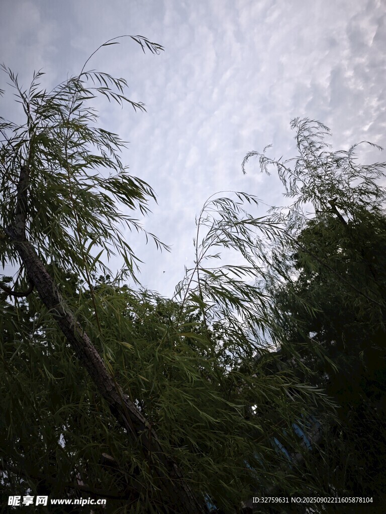 風中搖曳的翠綠柳枝
