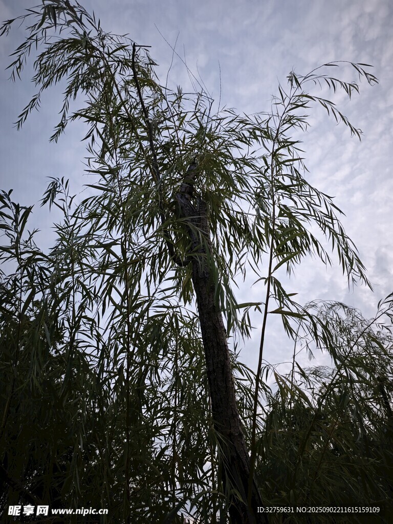 藍(lán)天映襯下的繁茂綠植