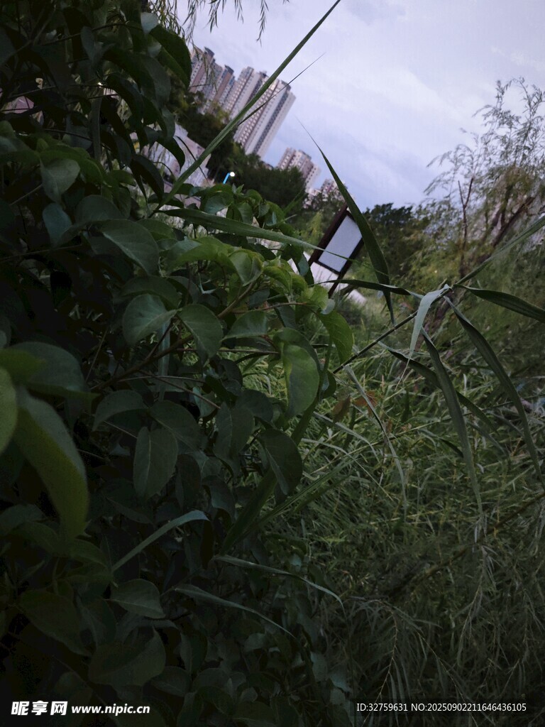 野外綠植中的金屬物件