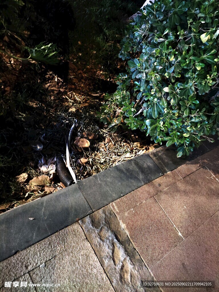 路邊綠植旁的神秘黑影