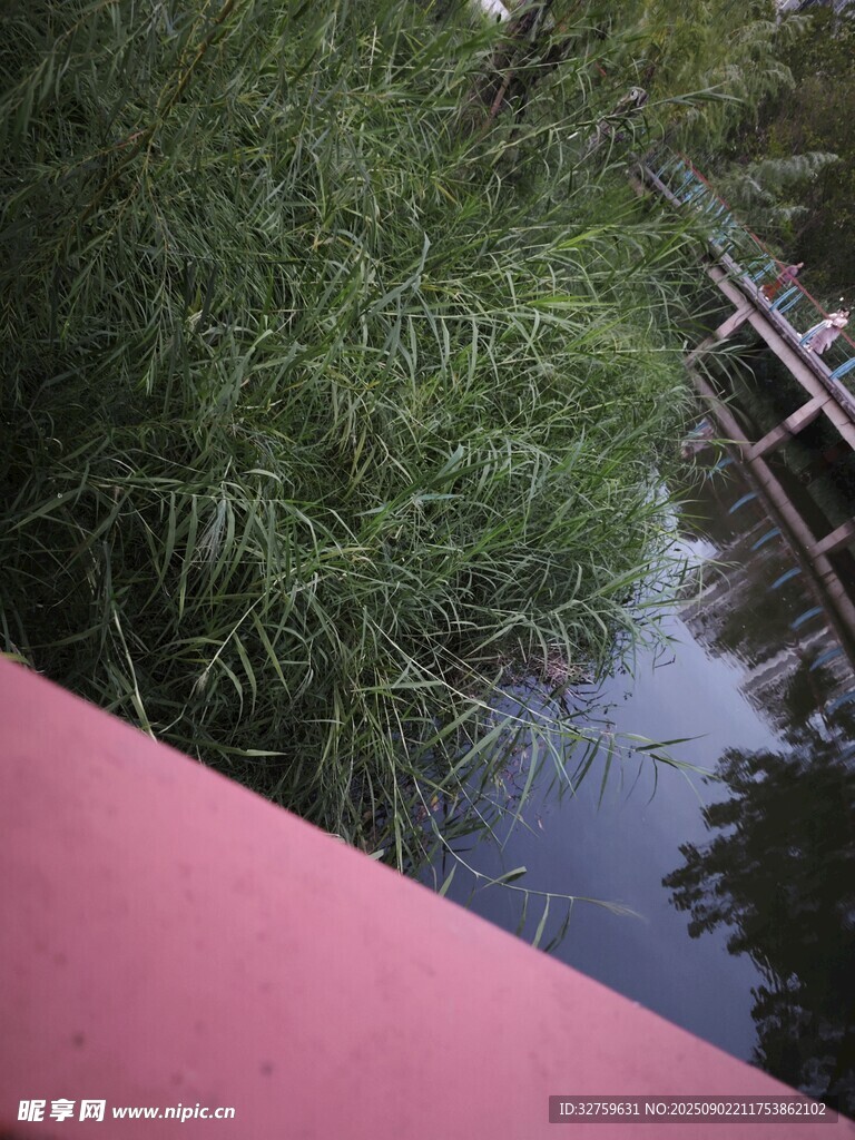 河邊粉色護欄旁的綠植水景