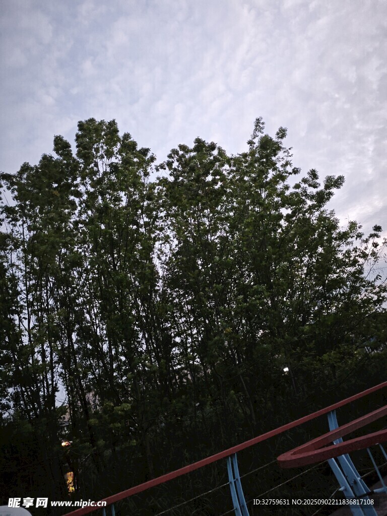 樹梢上的天空景色