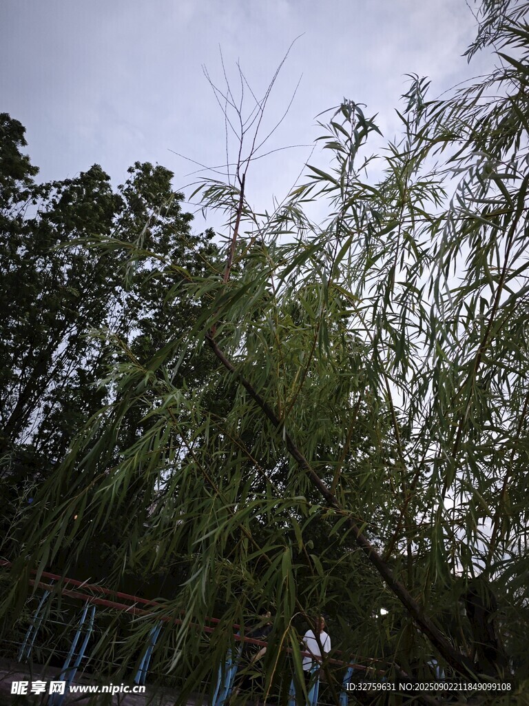 垂柳依依的自然景致