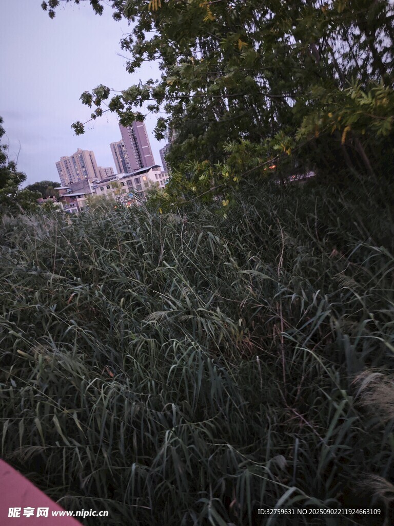 城市邊的茂盛蘆葦景觀