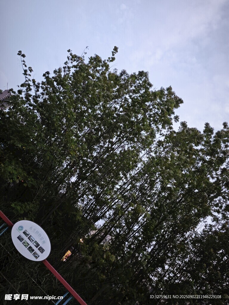 仰視視角下的繁茂綠樹