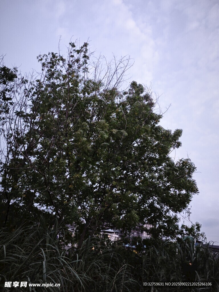 黃昏下的繁茂樹木