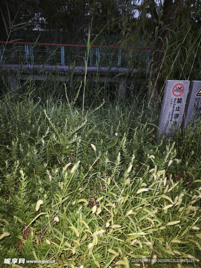 草地中的測(cè)量標(biāo)尺
