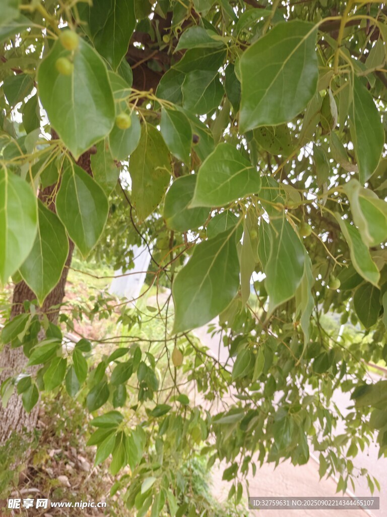 綠葉繁茂的樹木景象