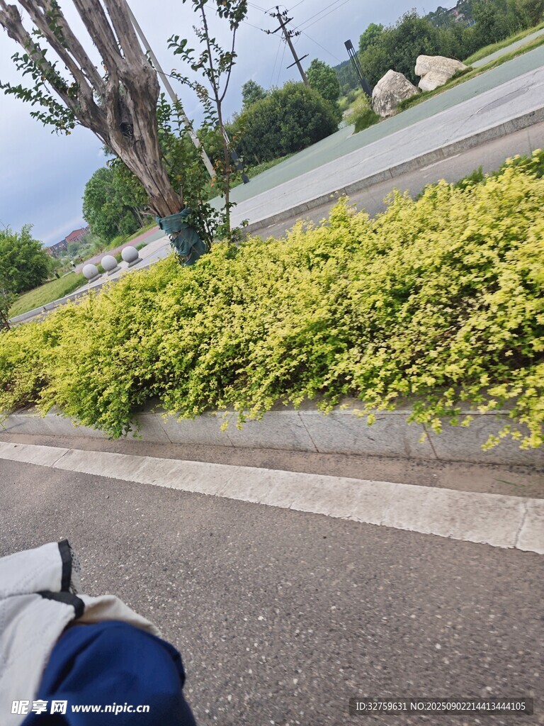 路邊綠意盎然的灌木叢