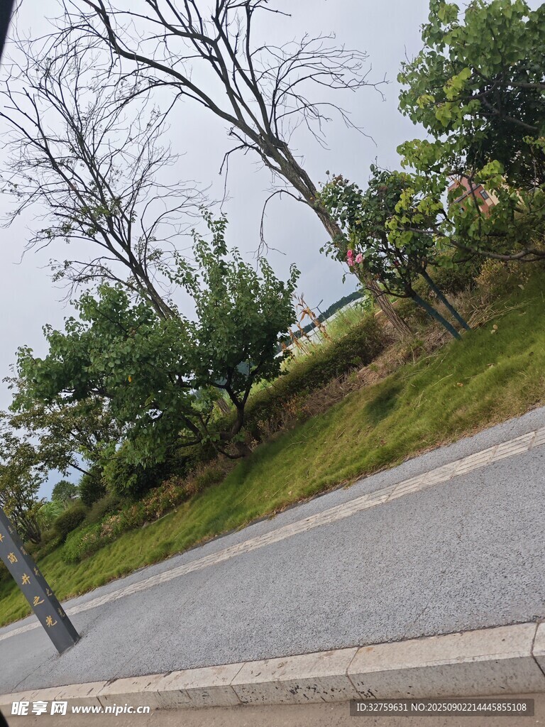 路邊樹木與草地景觀