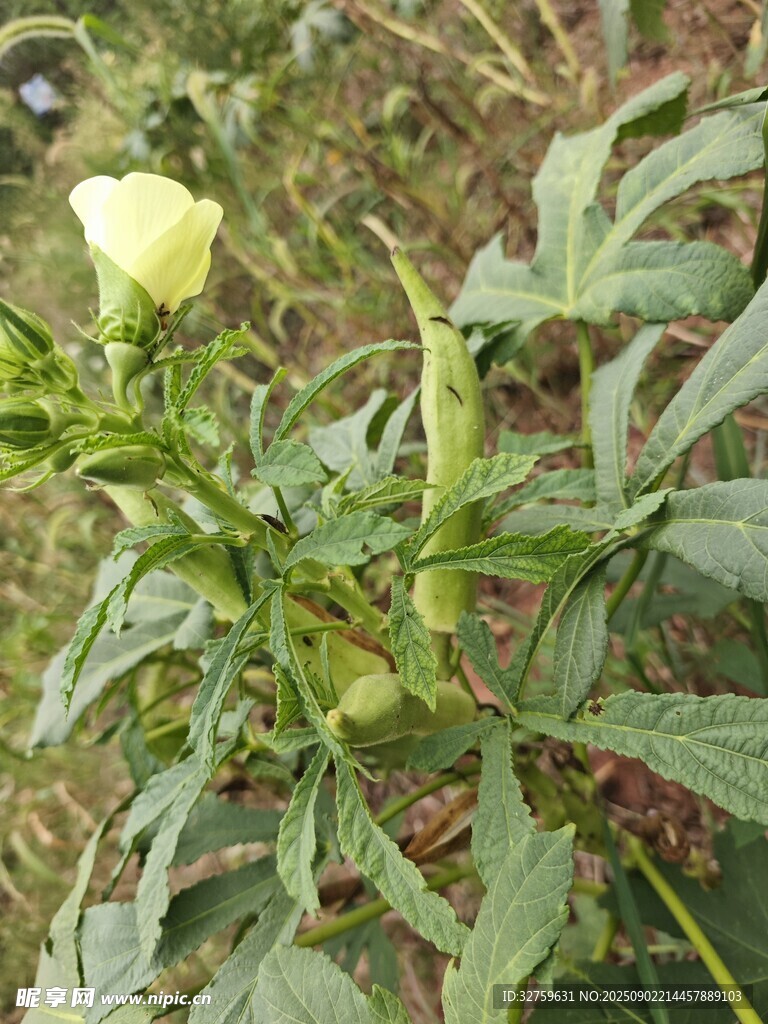 含苞待放的黃色花朵植物