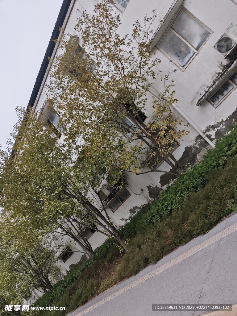 街道旁的樓房與綠植