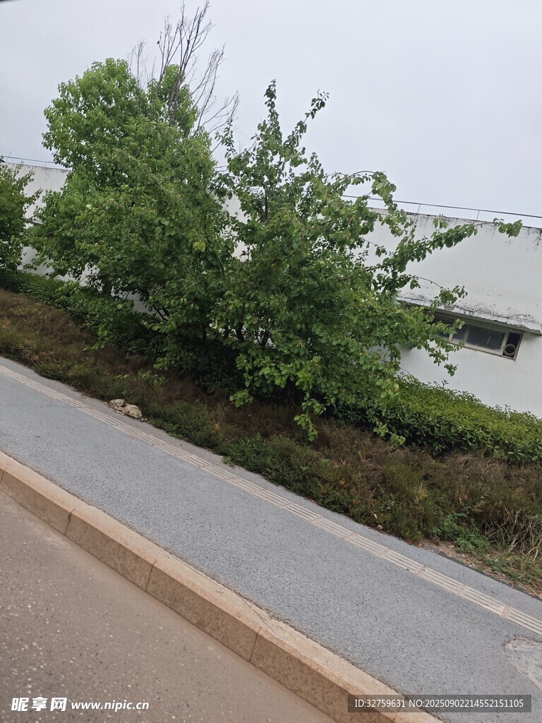 路邊綠植景觀