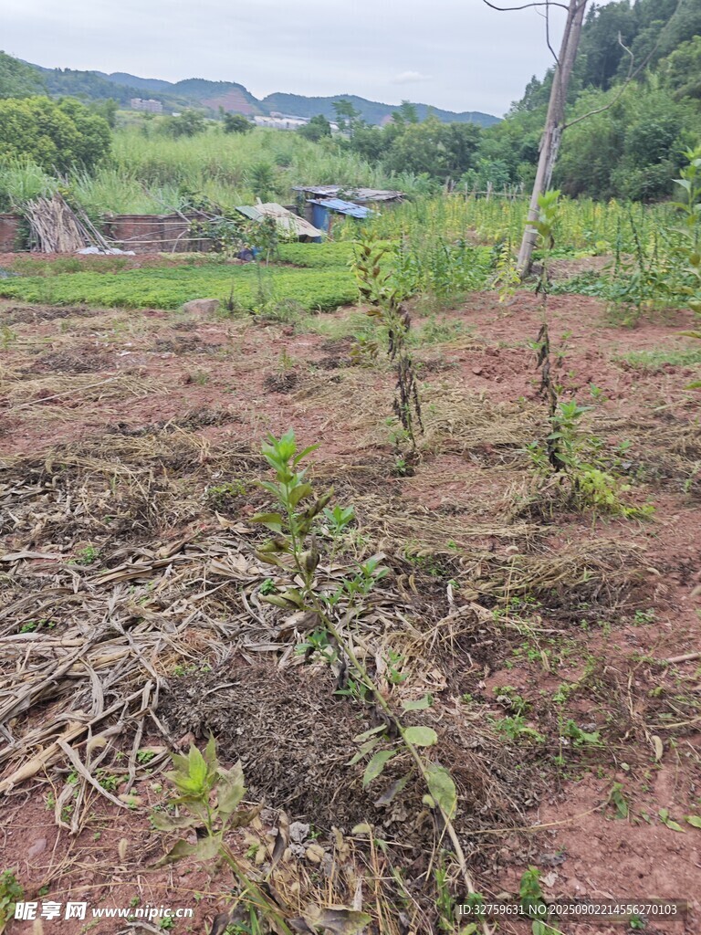 荒地植樹(shù)場(chǎng)景
