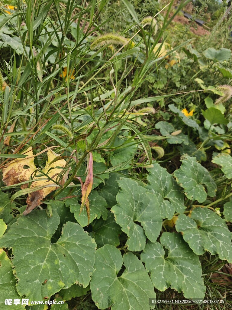 綠葉間的植物花卉景象