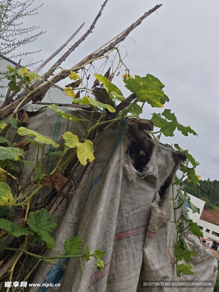 破舊布幔纏繞的植物架