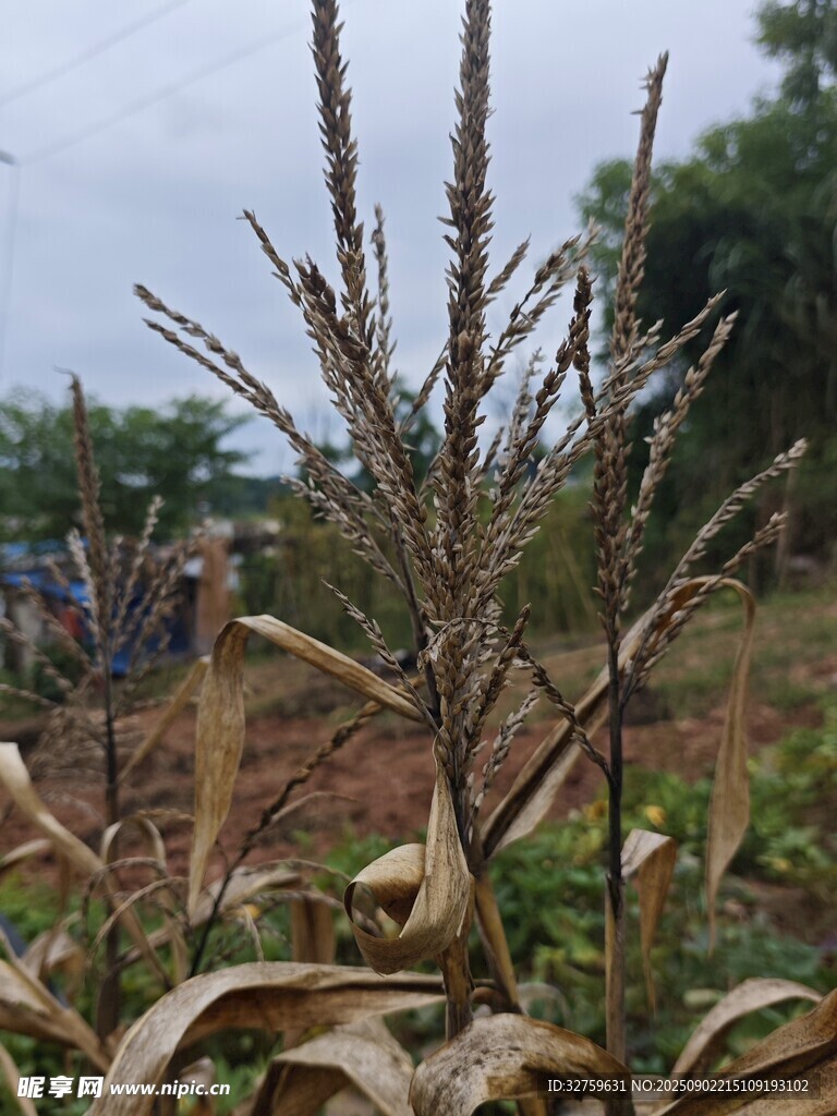 田間干枯的植物
