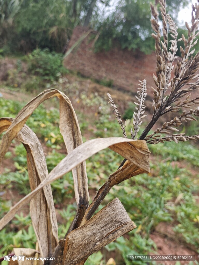 干旱中的玉米植株