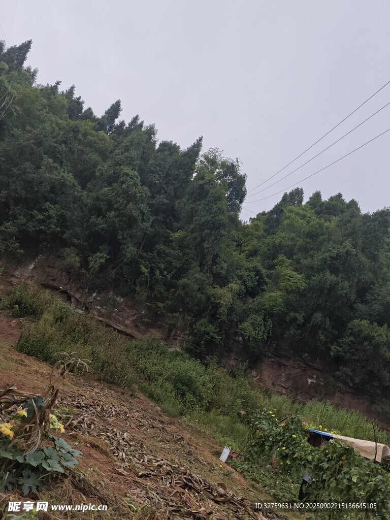 山林間的泥土與植被景觀