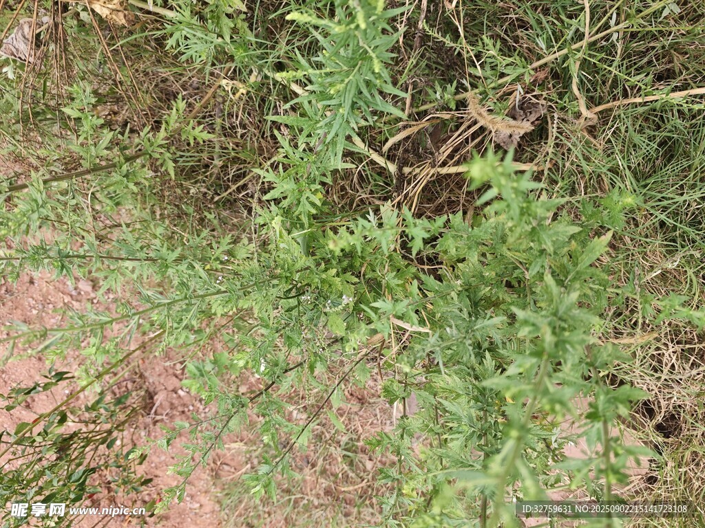 野外綠色叢生植物