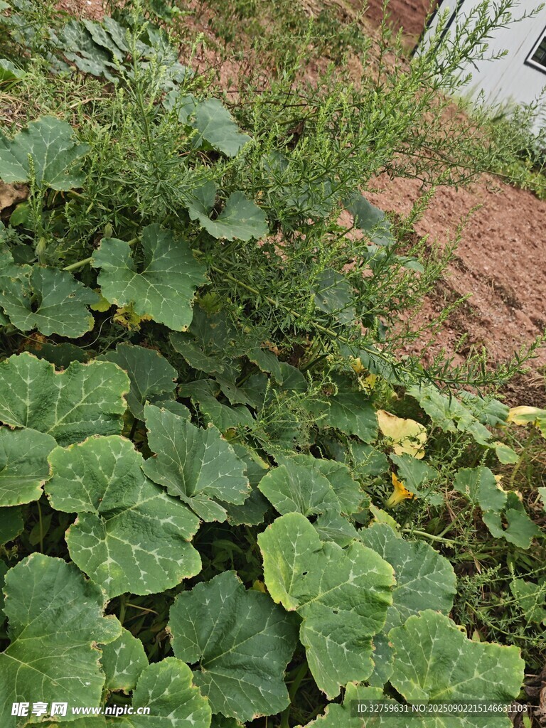 田園間的翠綠瓜類植物