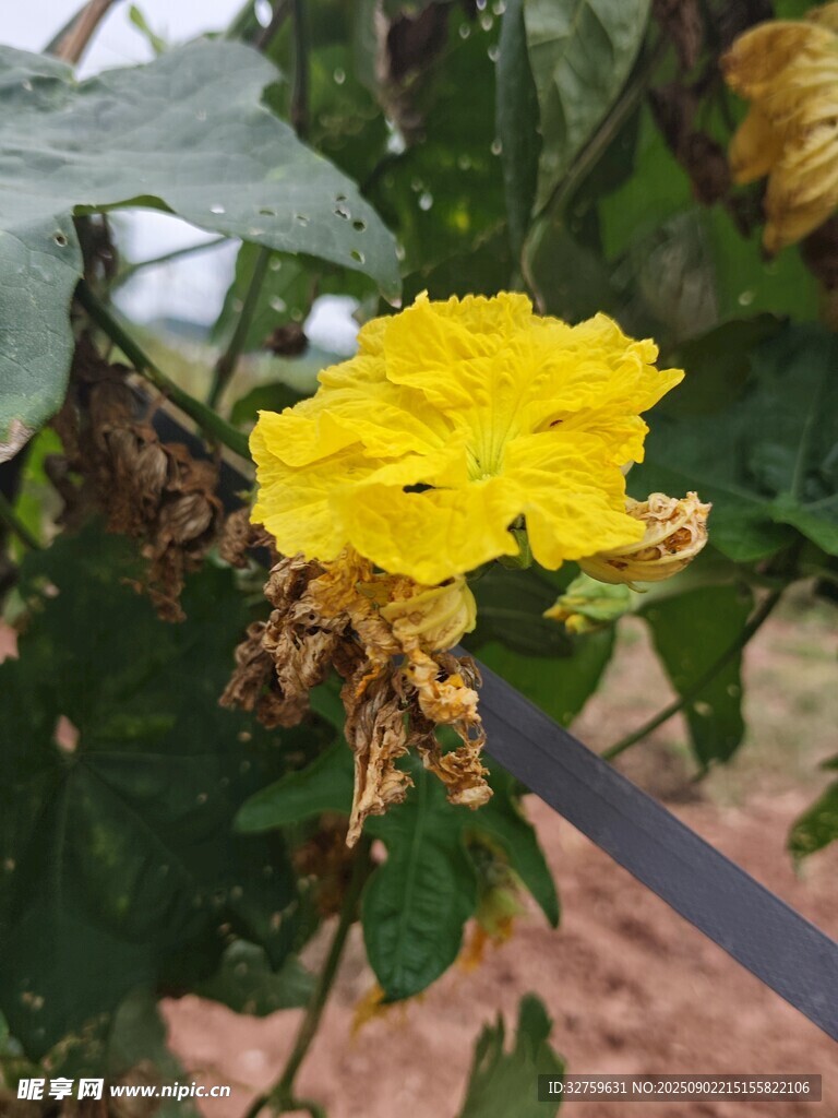 枝頭綻放的明艷黃色花朵