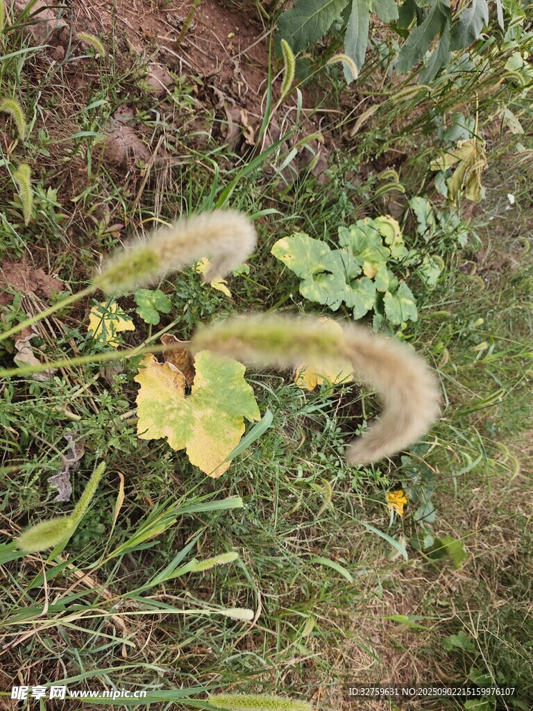 草地上的毛茸茸植物