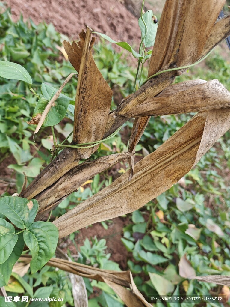 枯黃植物葉片特寫(xiě)