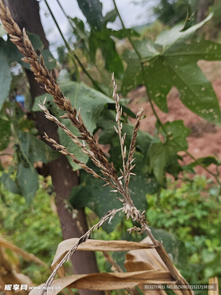 葡萄藤上的果實(shí)與防護(hù)袋