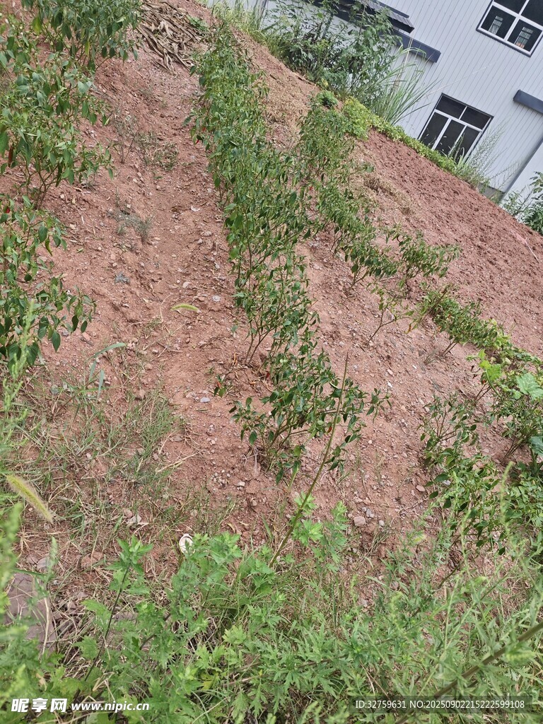 山坡上的綠植與泥土景觀