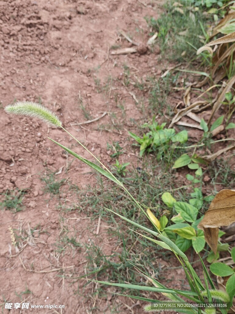 泥土上的綠色植物
