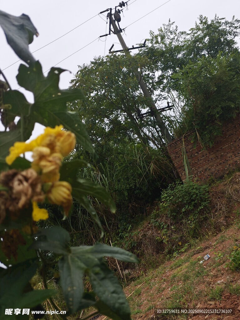 山坡上的艷麗黃色花朵